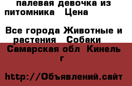 палевая девочка из питомника › Цена ­ 40 000 - Все города Животные и растения » Собаки   . Самарская обл.,Кинель г.